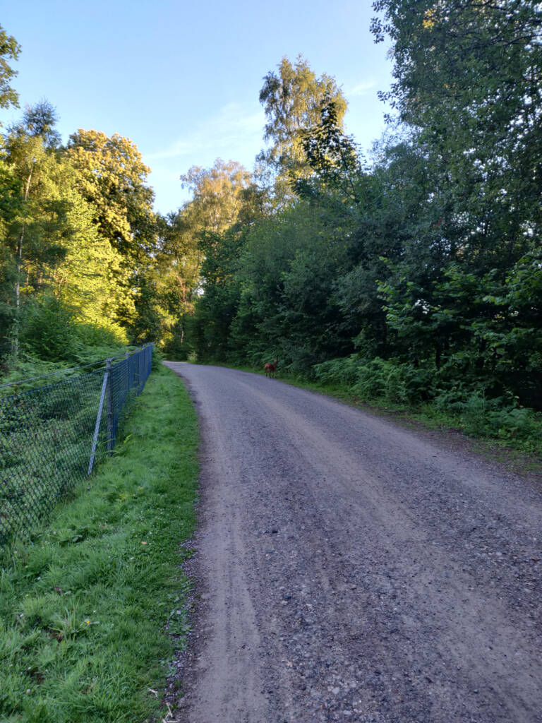 deer crossing over a gravel road.