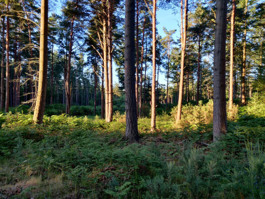 Forest and trees