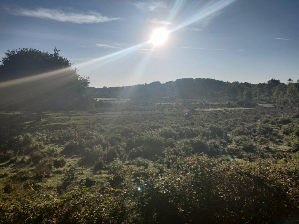 looking out over a flat lake and marsh area.