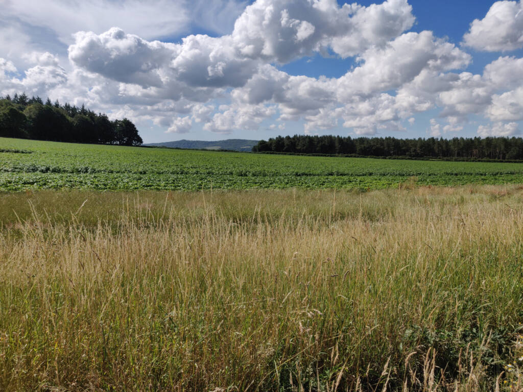farm land near Borden.