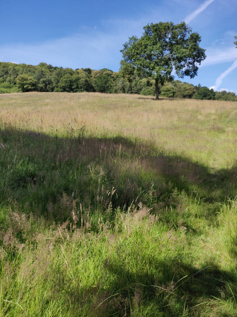 a grassy field heading up hill.
