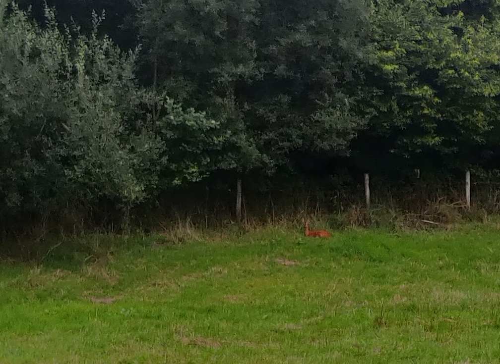 A deer lying down in a lonely meadow.