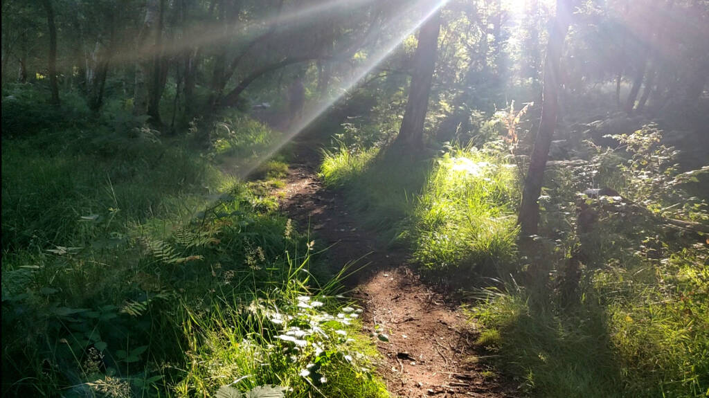 sun beams breaking through the tree line and leaves, illuminating the forest. Signs of a great trail run