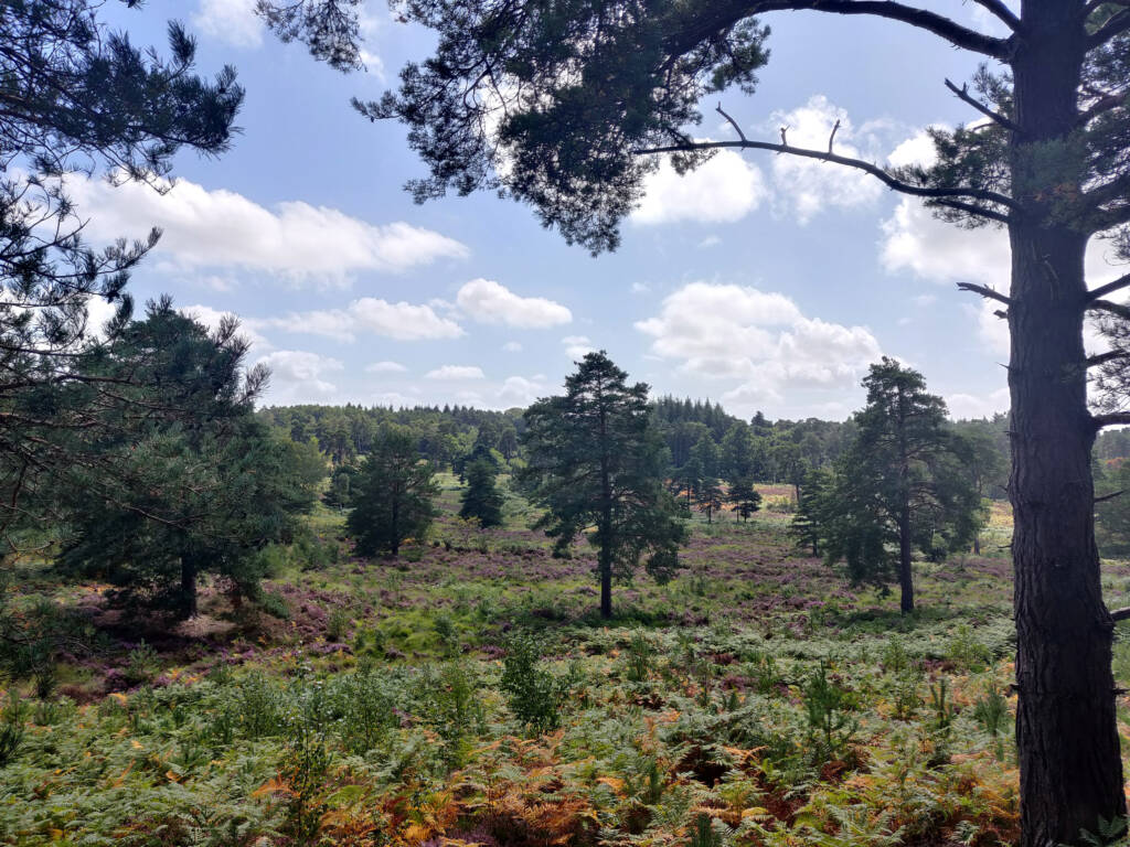 Looking out over a section of wild heather and grass, with a bit of forest in the background. Near the edge of the South Downs, UK