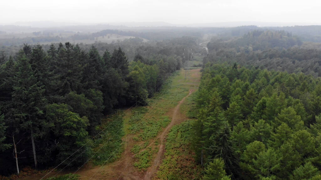 Rolling hills and a trail in-between two sections of forest, slightly misty.
