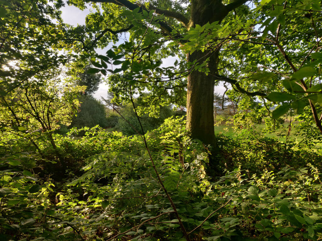 sun peeking through trees