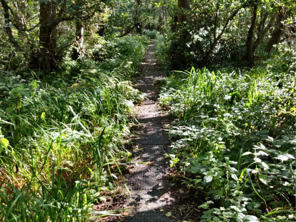 footbridge through marsh and forest.