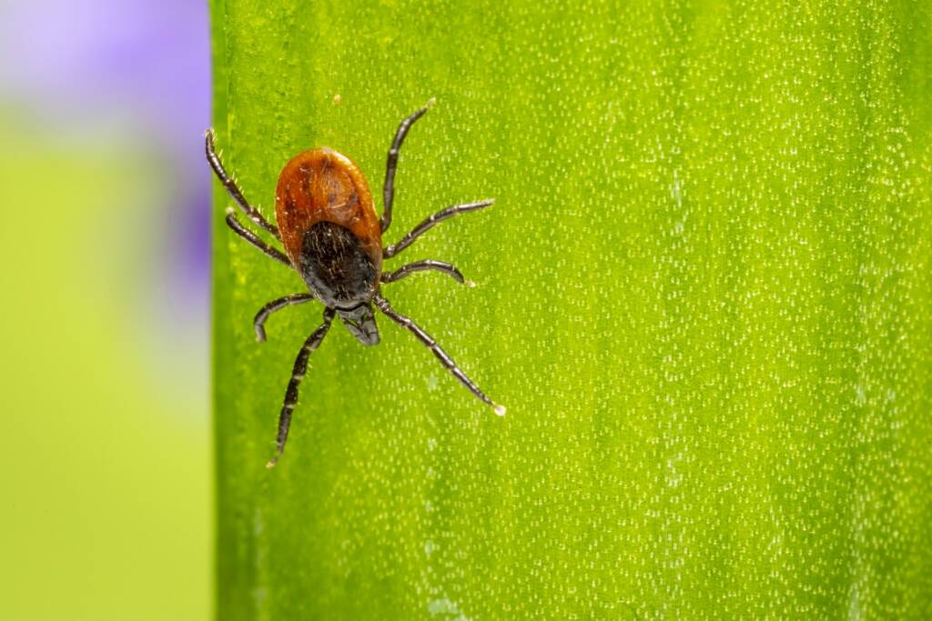 A tick. One of many trail running hazards.