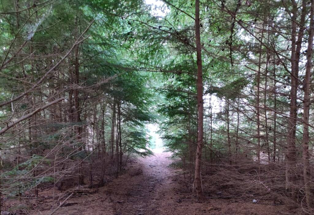 wild camp forest walk