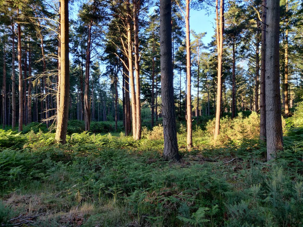 south downs trail running through woodland and forest