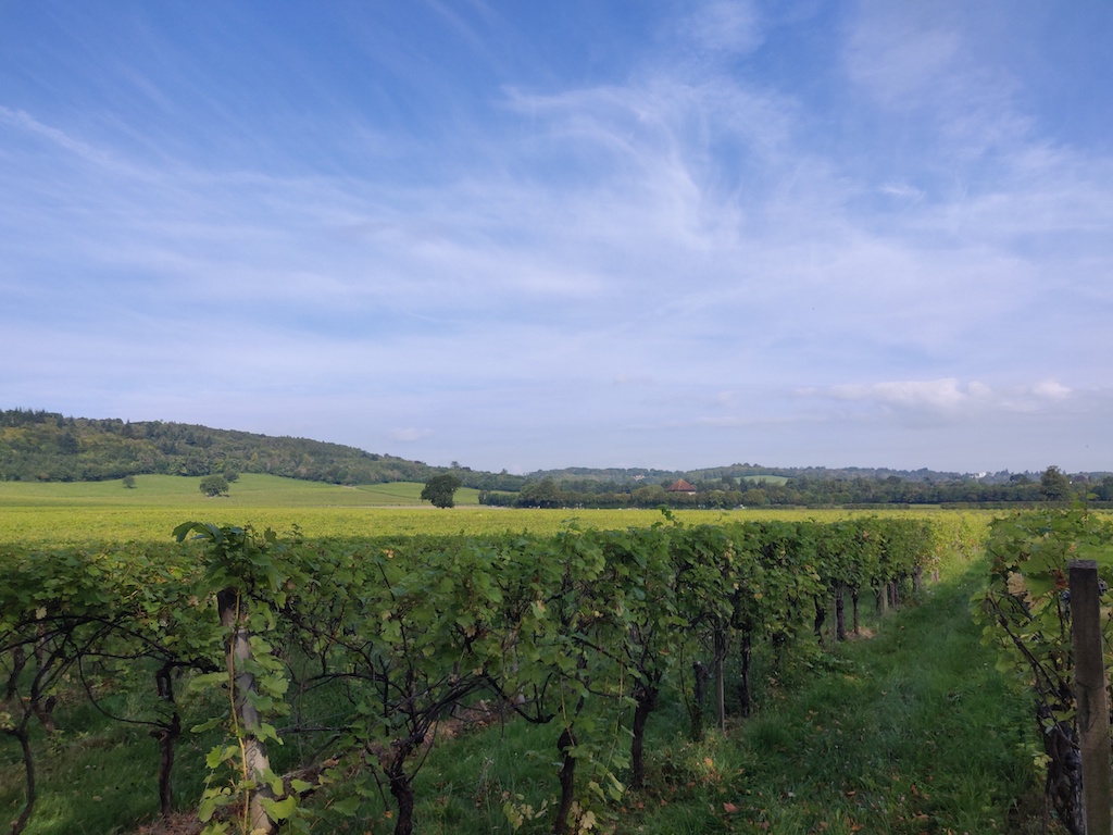 view across vineyard
